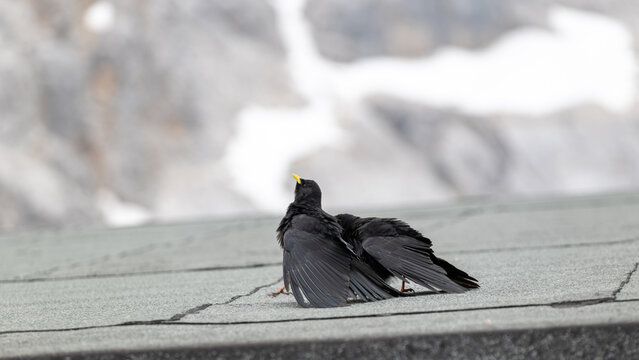 Alpendohle