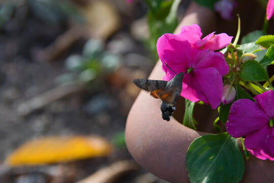 A hummingbird hawk-moth hovering in front of vibrant pink flowers while feeding on nectar. Detailed wildlife macro with soft bokeh and vivid summer colors.