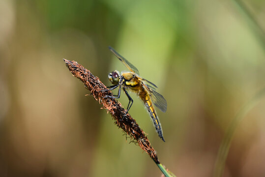Detailed macro of a four-spotted chaser dragonfly perched on a grass stem with excellent sharpness and a smooth natural background.