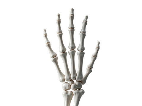 Human skeleton hand bones anatomy showing fingers, isolated on transparent background