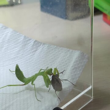 Close-up macro video of a tree mantis nymph attacking and actively devouring a shield bug in an insectarium setting.