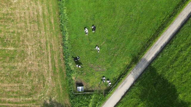 Aerial Top-Down Drone Footage of Black and White Cows Grazing and Resting in a Lush Green Pasture on a Sunny Day in the Countryside.