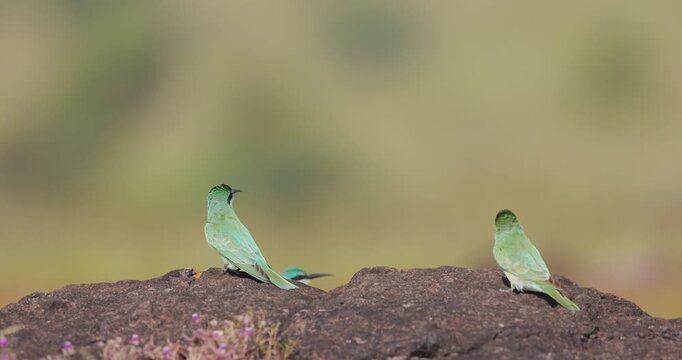 Trio of Blue-cheeked Bee-eaters basking together; slow motion sunrise grassland rock
