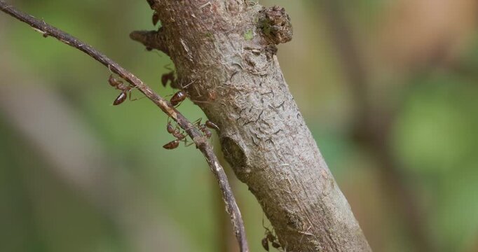 Cocktail Ants marching on bark with abdomens raised; slow motion morning macro tracking defensive posture parade