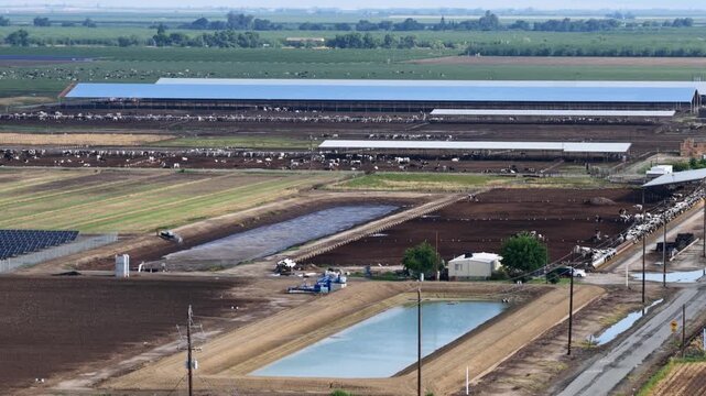 Long metal-roofed dairy barns shelter cattle across sprawling Chowchilla farm, rectangular waste ponds and dirt roads spread across open Central Valley farmland below. Aerial drone wide shot