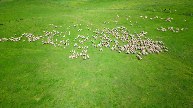Aerial view of a large flock of sheep grazing on the lush green grasslands of Karajun Prairie in Xinjiang, China