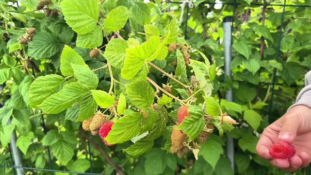 Hands harvesting fresh raspberries from a green bush in a sunny garden. Perfect for commercial agricultural campaigns, organic fruit branding, and healthy lifestyle content.