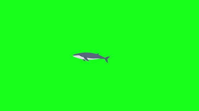 Whale swimming, 2D vector animation, green screen