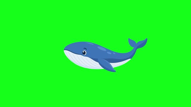 Whale swimming, 2D vector animation, green screen