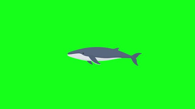 Whale swimming, 2D vector animation, green screen
