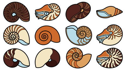 Fototapeta premium Chambered nautilus shell collection isolated Nautilus pompilius spiral shells vector
