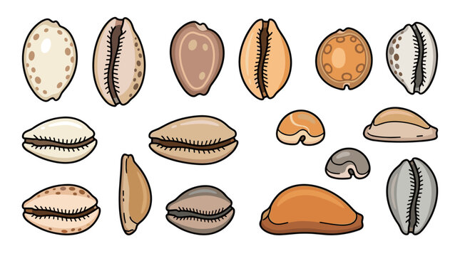 Cowrie shell collection isolated Cypraeidae set glossy marine shells vector

