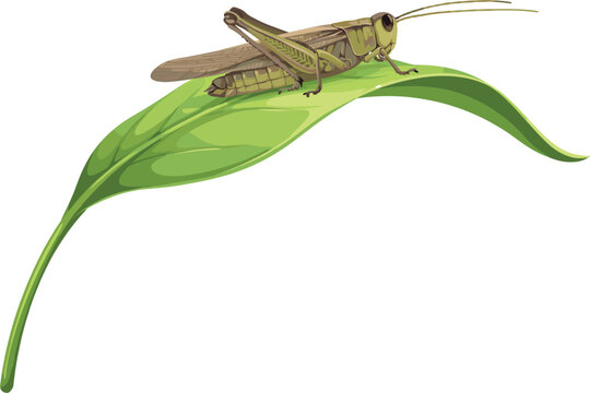 Green grasshopper sitting on fresh leaf, detailed realistic locust insect on plant stem vector illustration design