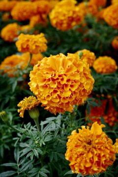 orange marigold flower