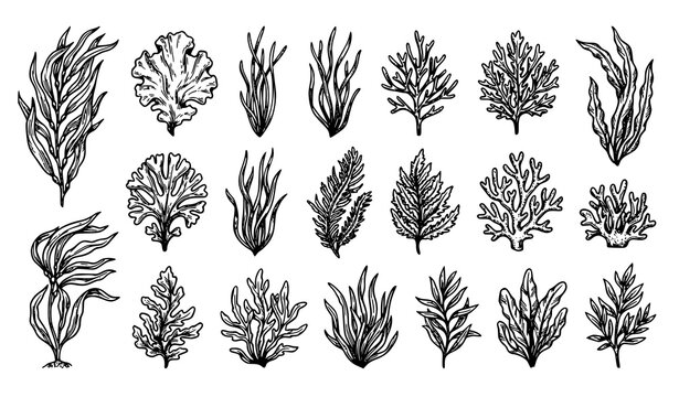 Hand Drawn Seaweed and Marine Algae Botanical Collection Vintage Ocean Plant Vector Illustration Set