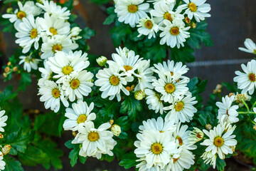 Fototapeta premium White Chrysanthemum Daisy Flowers with Yellow Centers and Green Leaves in Autumn Garden
