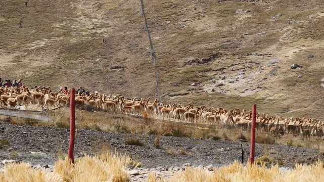 A large herd of wild vicunas gathered inside a temporary enclosure during the traditional chaccu in the high Andes of Huancavelica, Peru.