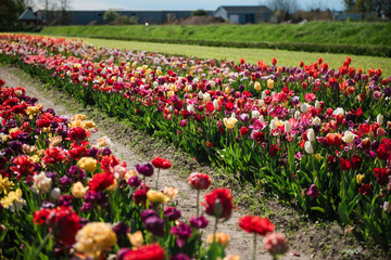 Obraz premium Rows of Colorful Tulips Blooming in Spring Flower Fields