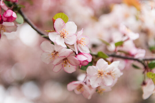 Delicate Pink Crabapple Blossoms in Spring