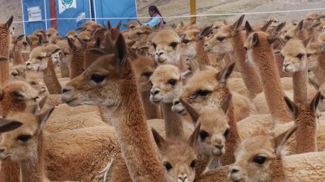 Close view of numerous wild vicunas gathered together during the traditional chaccu in Huancavelica, in the high Andes of Peru.