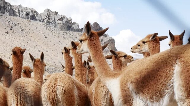 Close low-angle view of wild vicunas gathered during a traditional chaccu, with the rugged mountains of Huancavelica, Peru, in the background.
