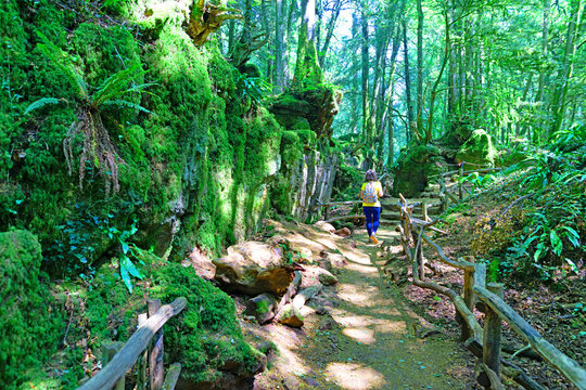 Puzzlewood, in July, 2026.