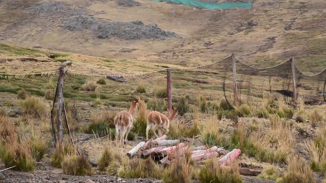 Wild vicunas walk beside a long net enclosure in the rugged high-altitude landscape of Huancavelica in the Peruvian Andes.