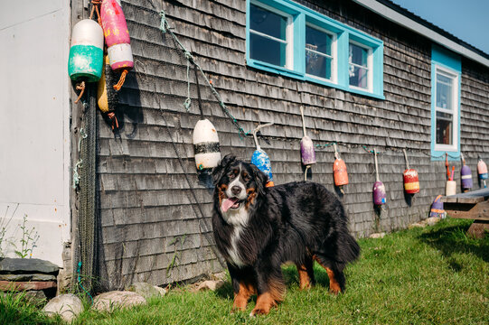 Bernese mountain dog stands by rustic coastal shack