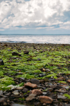 Bright green seaweed covers a rocky shoreline
