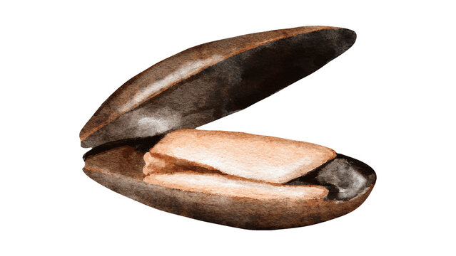 A realistic watercolor painting of an open, dark brown bivalve clam shell showing textured layers inside