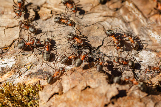 Red Wood Ant Colony on Tree Bark with Dark Brown Surface in Forest Macro Close Up