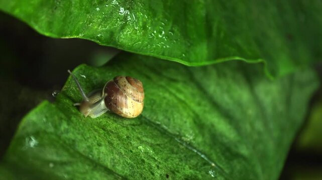 Snail moves slowly across a vibrant green tropical leaf in a lush summer rainforest. Freshness and intricate details of nature concept manifest through vivid foliage and wildlife interactions