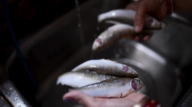 Indian married woman hygienically washing fresh raw Labeo bata fish in a kitchen basin before cooking. Close-up of clean fish preparation, traditional home cooking, and food safety.