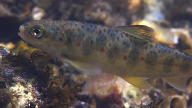 Juvenile Brown Trout swims in Chalk stream.
