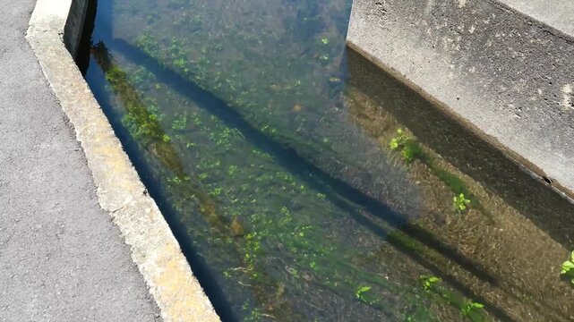Clear water of an irrigation canal with a water strider and swaying green plants in Japan