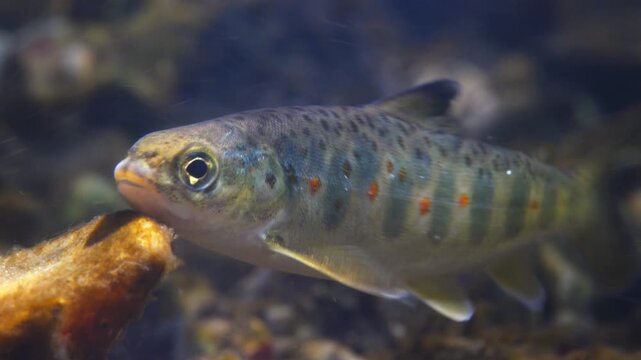  Close up macro shot of Juvenile Brown Trout swimming in current in the River Avon, Wiltshire, UK