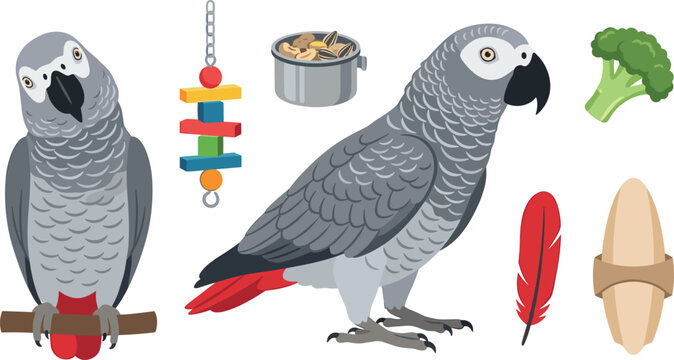 Flat vector design of African grey parrot pet birds with cage care elements cuttlebone seed mix and toys