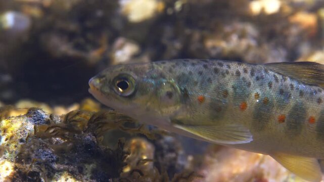 Close up macro shot of Juvenile Brown Trout swimming in current in the River Avon, Wiltshire, UK