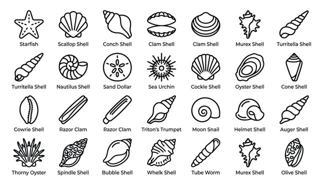 Shells marine animals icons set, sea shell line symbols, starfish, scallop, conch, clam, murex, turritella, nautilus.
