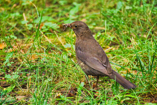 a thrush walking through the grass looking for food