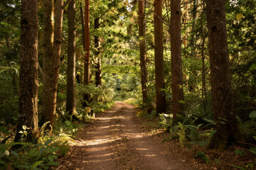 Fototapeta premium Forest path winding through sunlit pine trees in woodland