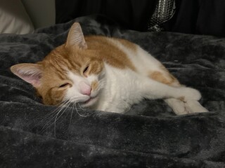 Close-up of a content domestic ginger and white tabby cat catching some winks and sleeping peacefully on top of a plush gray fleece blanket. © Bryan Lambert
