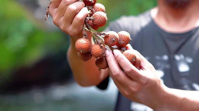 Ripe rattan fruit (Manau, hoe, jernang, buah ular, Littuko) on the tree. The rattan fruit is edible, the texture is like lychee fruit