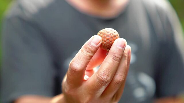 Ripe rattan fruit (Manau, hoe, jernang, buah ular, Littuko) on the tree. The rattan fruit is edible, the texture is like lychee fruit