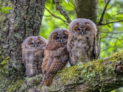 A closeup shot of spotted owlets perched on a tree branch 
