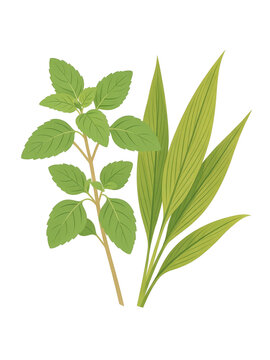 Indian herbs vector illustration with green leaves isolated on white background