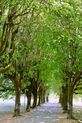 Fototapeta premium path in the park