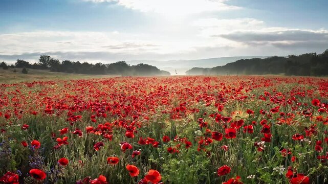Scenic aerial view of a drone flying slowly forward over a beautiful blooming red poppy field at sunrise. Cinematic agriculture landscape footage under a blue sky for summer travel and nature video