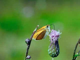 Karłątek leśny  (Thymelicus sylvestris) posilający się nektarem z Ostrożenia łąkowego (Cirsium rivulare) © JDziedzic