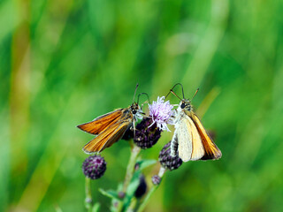 Karłątek leśny  (Thymelicus sylvestris) posilający się nektarem z Ostrożenia łąkowego (Cirsium rivulare) © JDziedzic